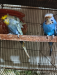 জাপানি বার্জিগার পাখি (Japanise burgiger bird)